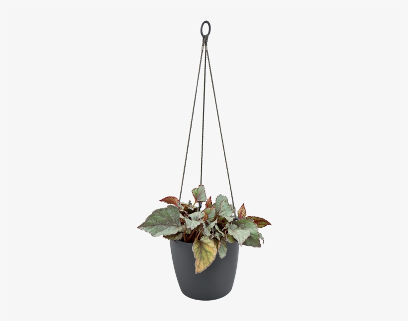 Home > Collection > Brussels Hanging Basket - Elho Loft Urban Hanging Basket 20cm Taupe, transparent png #2243315