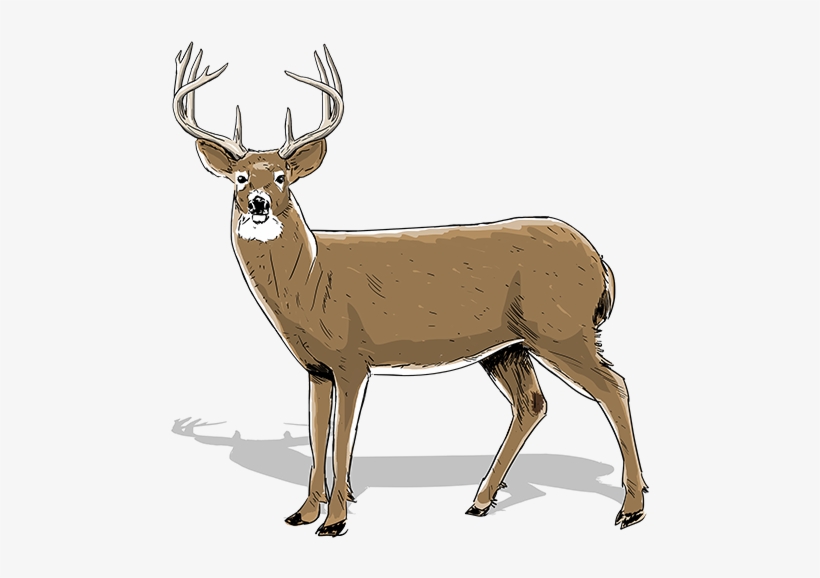 One And A Half Year Old Buck - White Tailed Deer Shifting Muscles, transparent png #2244077