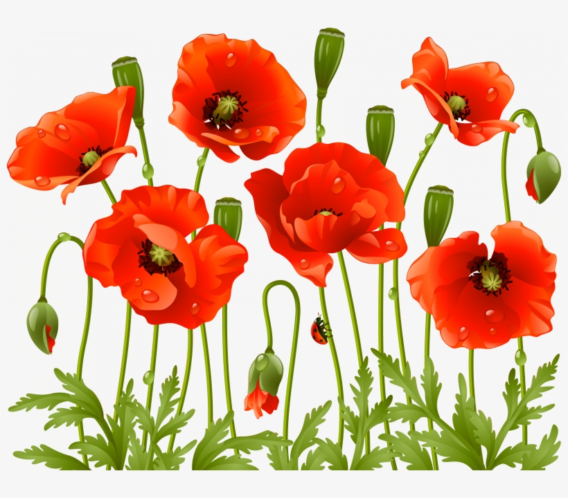 Poppy, transparent png #2244298