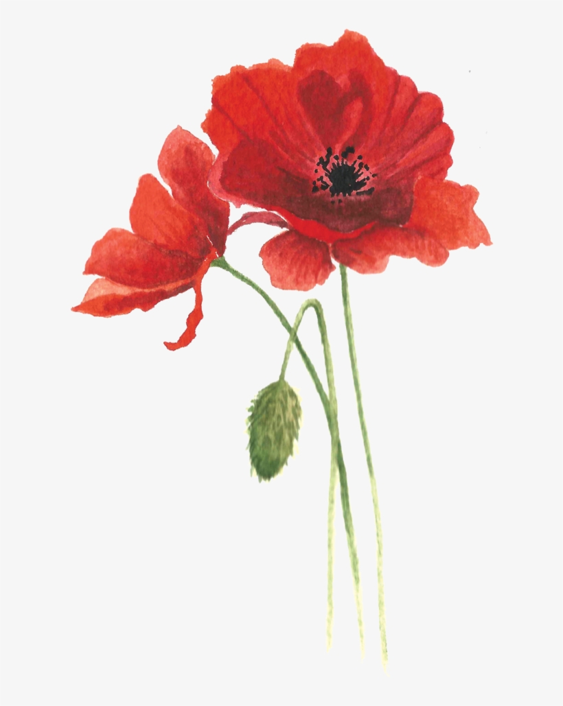 Poppy - - Oriental Poppy, transparent png #2244432