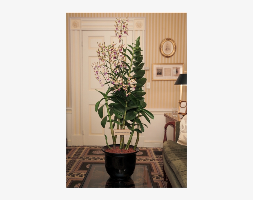 Singapore To Name Orchid Hybrid After Obamas - Dendrobium Barack And Michelle Obama, transparent png #2246531