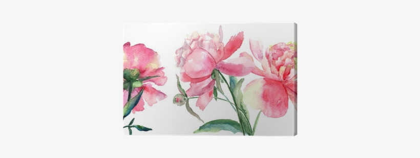 Beautiful Peonies Flowers, Watercolor Painting Canvas - Watercolor Painting, transparent png #2254108