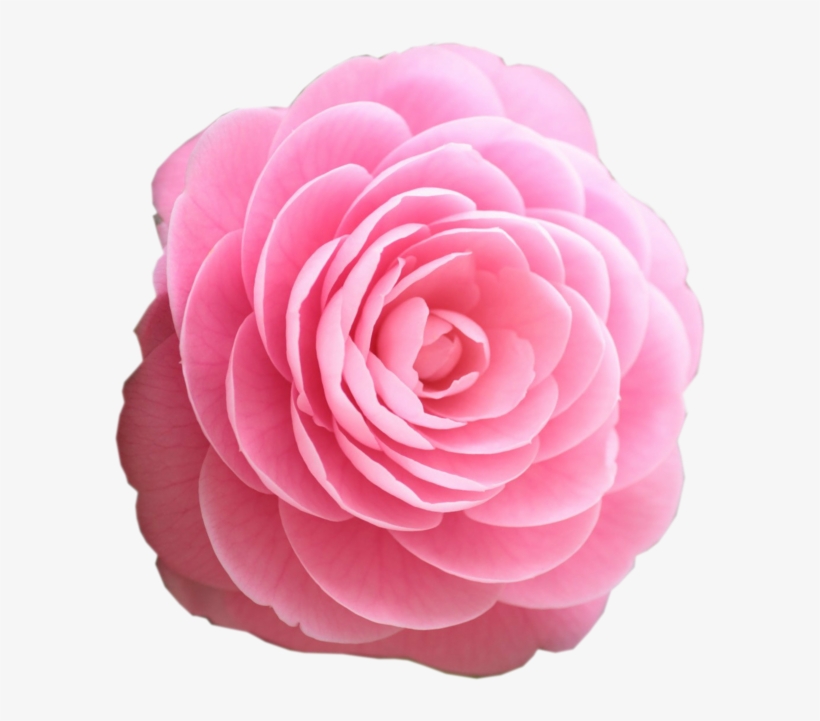 Beautiful Clipart Rosa - Pink Rose Clipart Png, transparent png #2254315