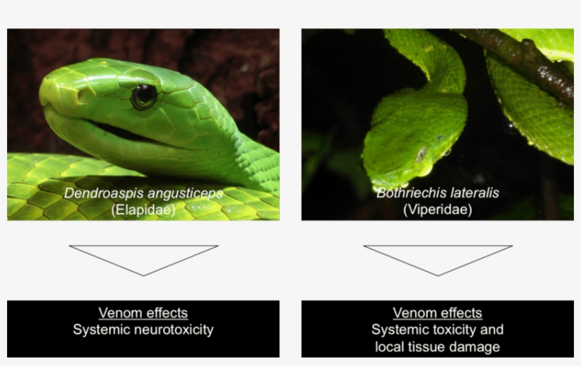 Examples Of Species From The Two Most Important Venomous - Eastern Green Mamba, transparent png #2255692
