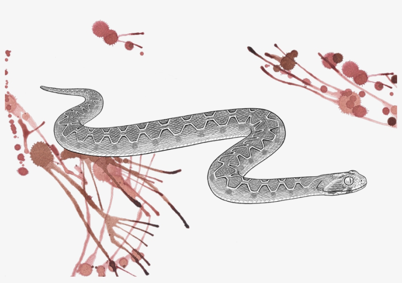 Venomous Pharmaceuticals Echis Carinatus © Phoebebell - Echis Carinatus, transparent png #2255842