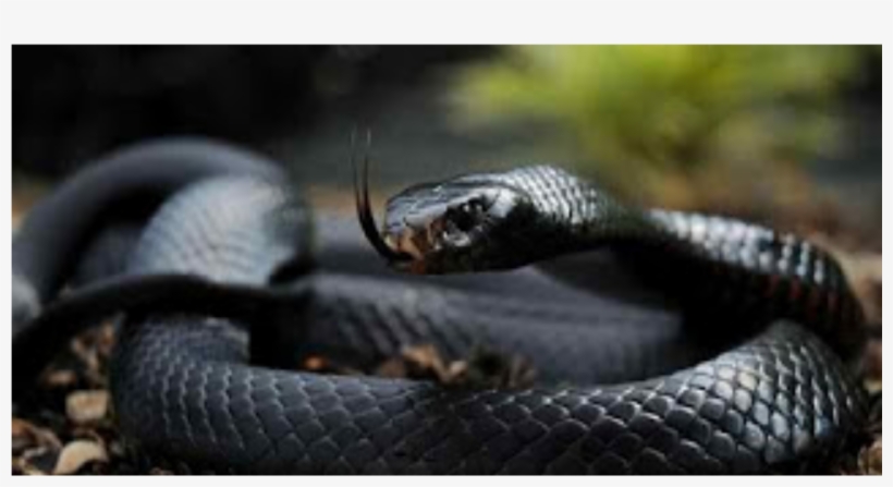 Black Mamba Is The World's Fastest, Teetotal And Deadly - Black And Red Snake Photography, transparent png #2256196