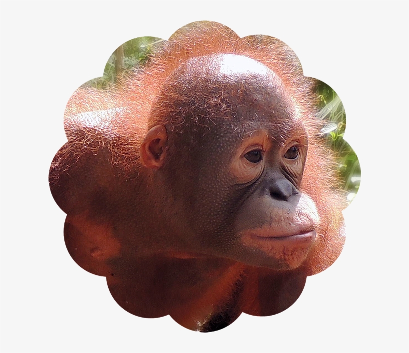 Bayat - Orangutan Foundation International, transparent png #2256732