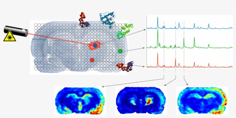 For The Identification Of Proteins, Metabolites, Lipids - Maldi Imaging, transparent png #2257230