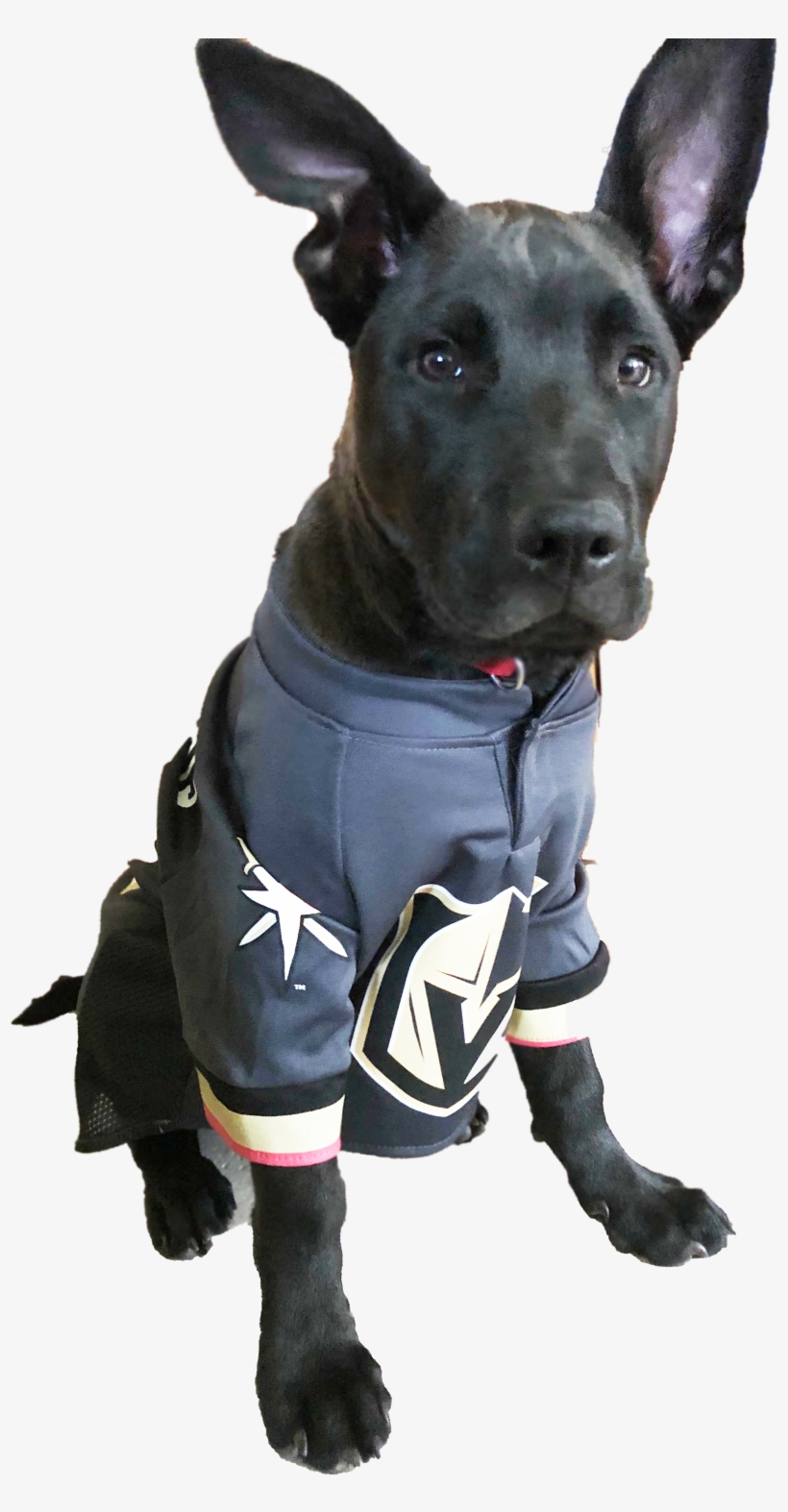 Vegasgoldenknightspup - Las Vegas, transparent png #2259272