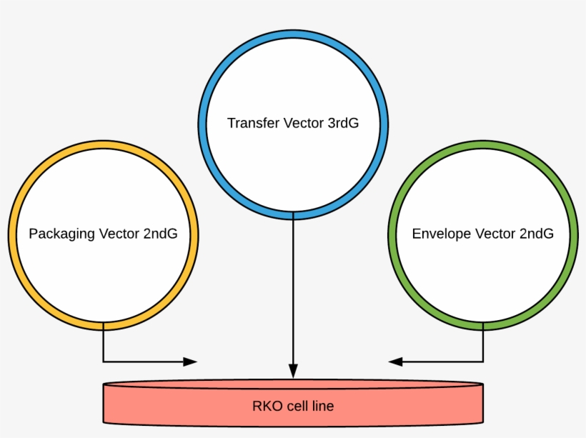 Our Main Design Of Lentiviral Transfection Into Rko - Circle, transparent png #2263905