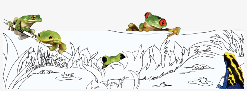 I - Two Frogs, transparent png #2264431