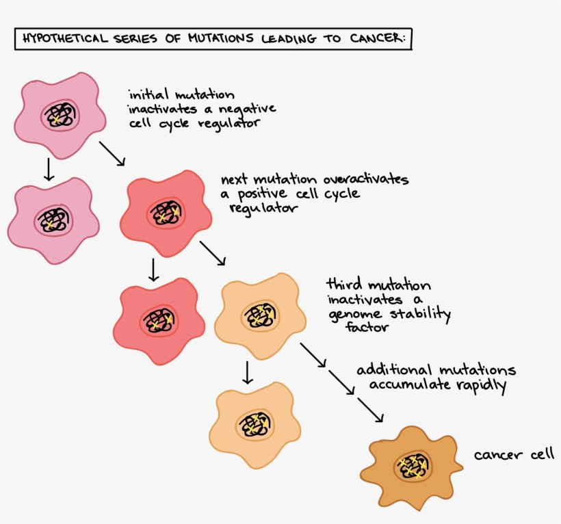 Clip Freeuse Library Cancer And The Cell Cycle Biology - Cancer And The Cell Cycle, transparent png #2266062