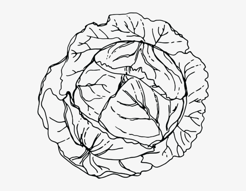 Png Royalty Free Library Cabbage - Library, transparent png #2266932
