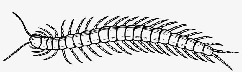 Clip Art Library Library Bike Transparent Centipede - Centipede Black And White, transparent png #2267040