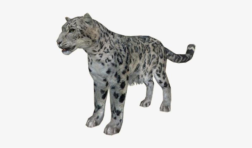 Download Snowleopard Ludozoo Zt2 Snow Leopard Free Transparent Png Download Pngkey