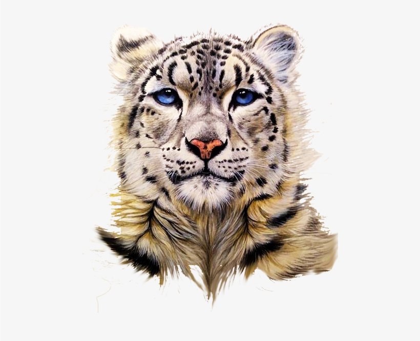 Snow Leopard Tiger Clouded Leopard Painting - Snow Leopard Head Drawing, transparent png #2269106