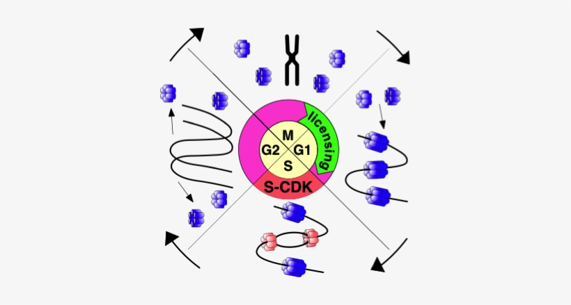 In Order For Cell Division To Produce Two Daughter - Circle, transparent png #2269393