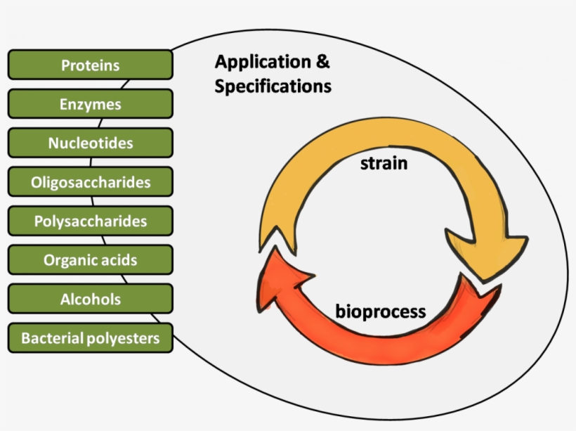 In This Regard, Biopolis Is The Perfect Partner To - Cell, transparent png #2269464