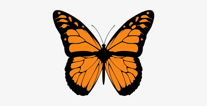 Animal Butterfly Colorful Flight Flying In - Hindi Poem On Butterfly, transparent png #2269777