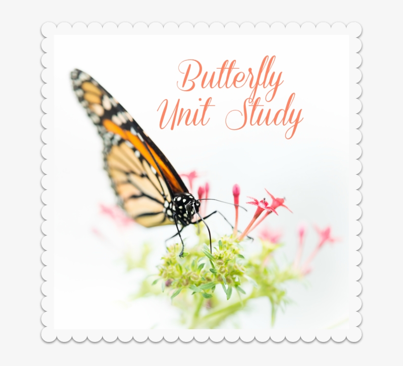 Butterfly Unit Study - Felicitas By Regina Felicitas Fieberg 9783864686474, transparent png #2269964