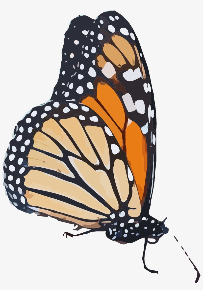Forewing - Monarch Butterfly Png, transparent png #2270041