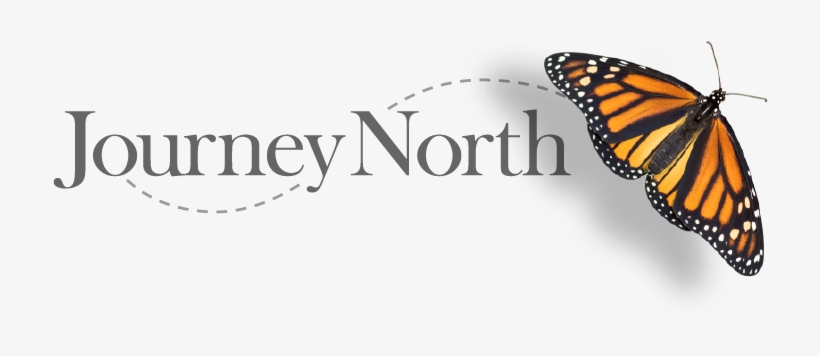 Home - Angangueo, transparent png #2270064