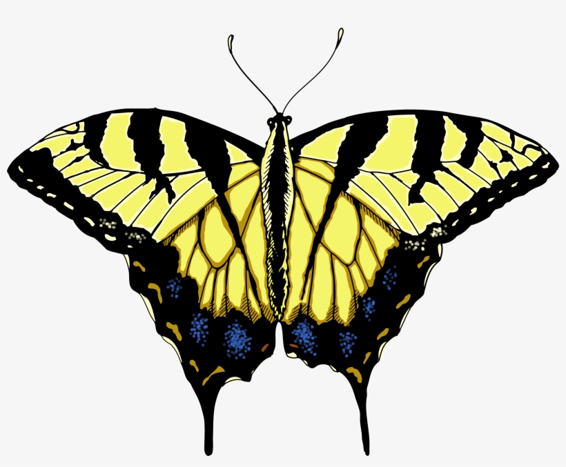 Monarch Butterfly Png - Swallowtail Butterfly Png, transparent png #2270067