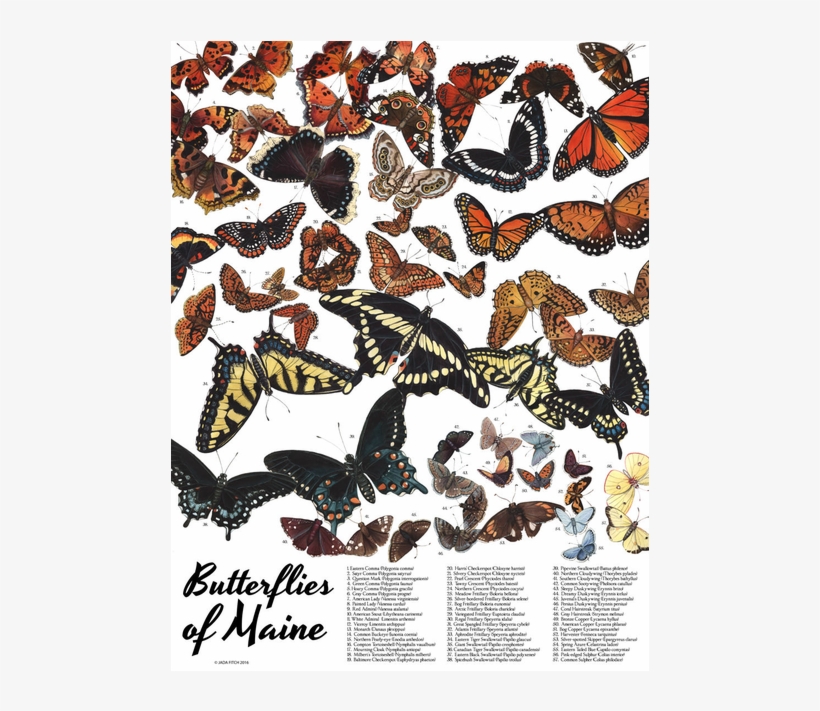Butterflies - Butterflies Of Maine Pattern Mug, transparent png #2270130