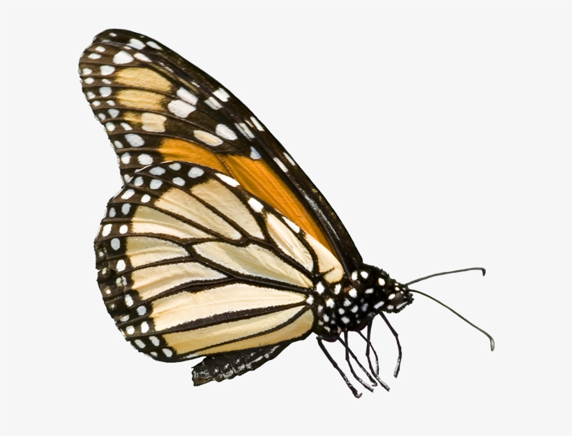 Federal Government Jpg Royalty Free Download - Monarch Butterfly, transparent png #2270243
