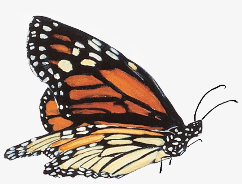 Mariposas Reales En Png, transparent png #2270318