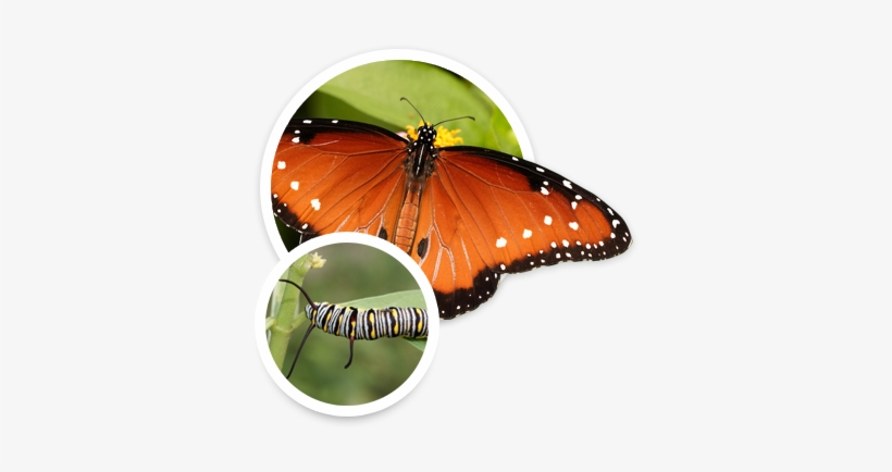 Butterfly Weed Is Also The Host Plant For Queen Butterflies - Queen, transparent png #2270384