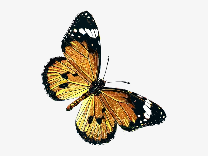 Free Danaus Chrysippus - Public Domain Butterfly, transparent png #2270388