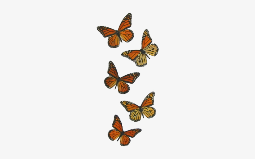 Png Butterfly, transparent png #2270431