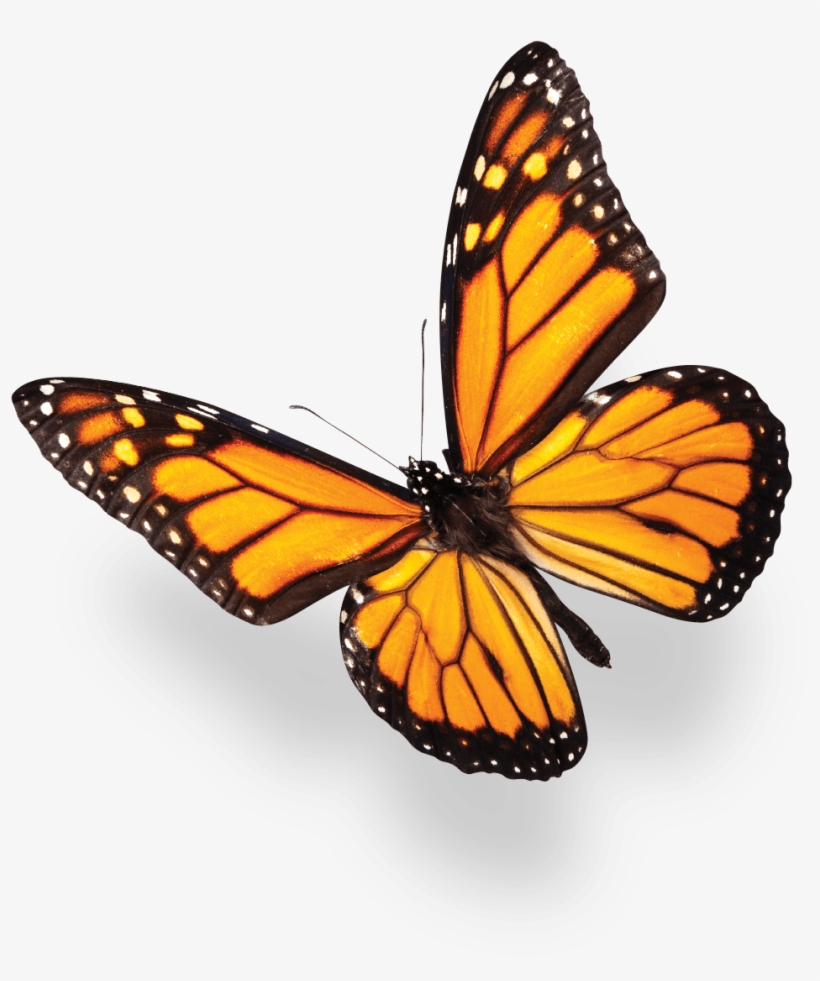 Stock Photo Of Butterfly, transparent png #2270522