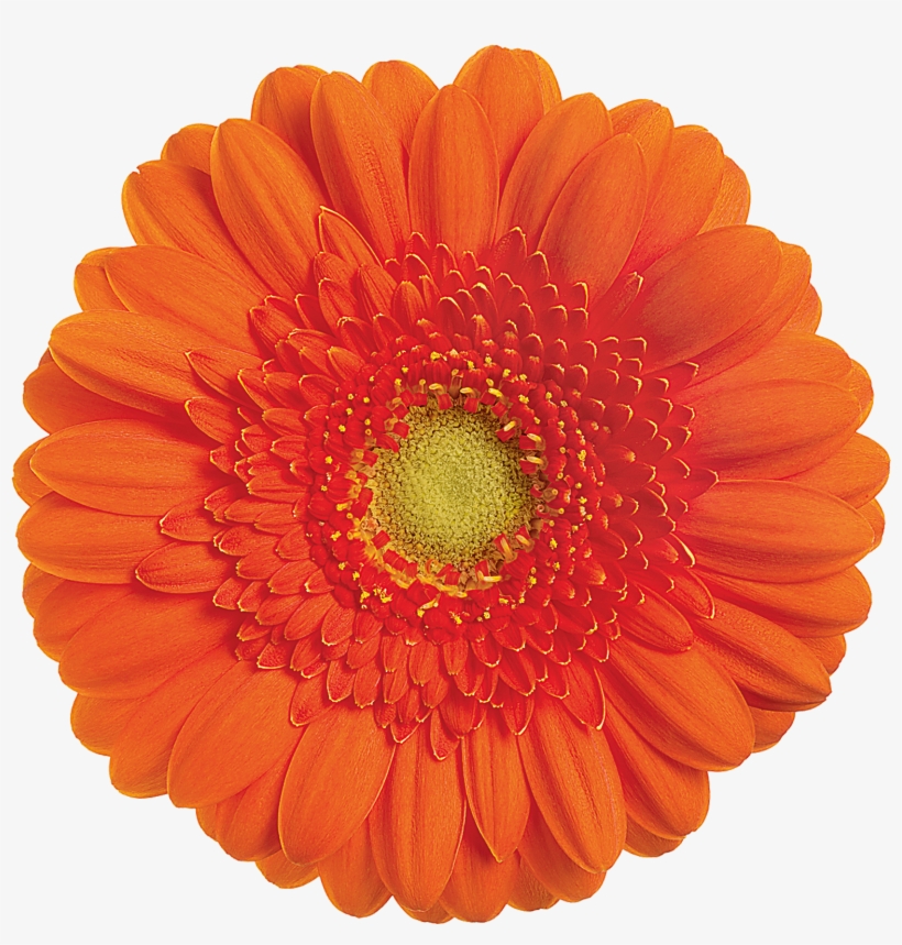 Garfield - Gerbera Garfield, transparent png #2271402