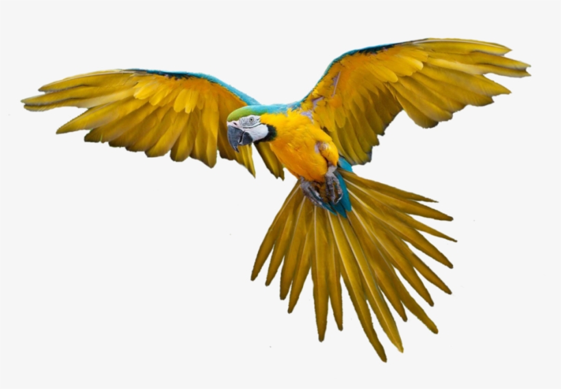 Png Bird Image - Flying Bird Png, transparent png #2273131