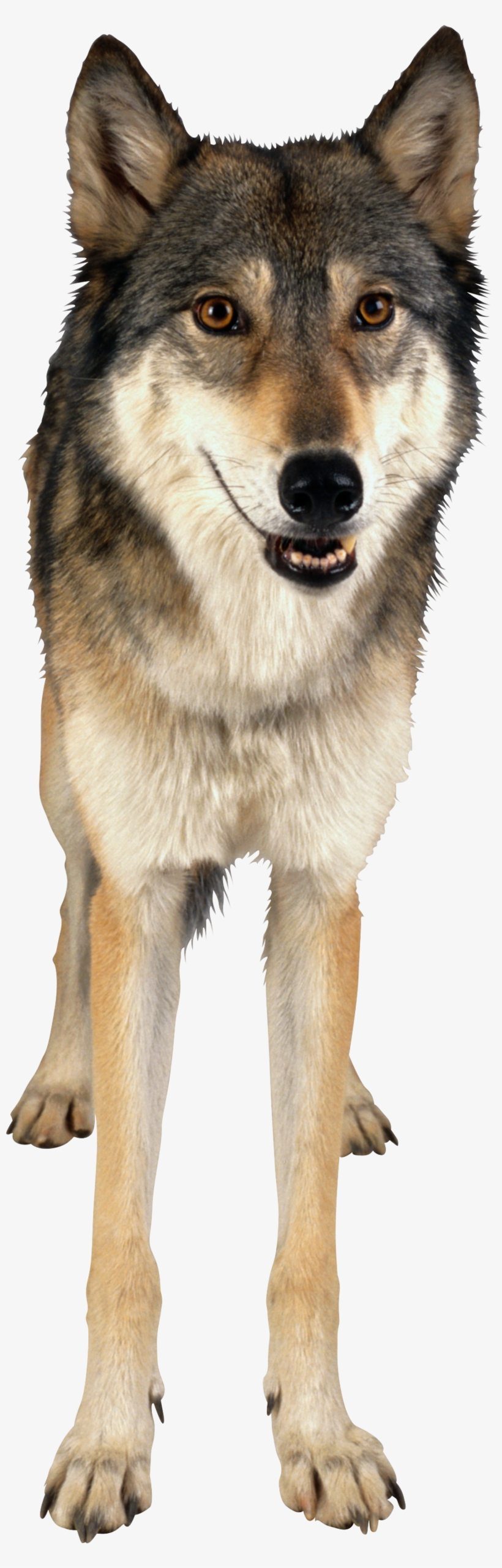 Wolf Eleven - Masterpieces Puzzle Company Forest Life, transparent png #2275535