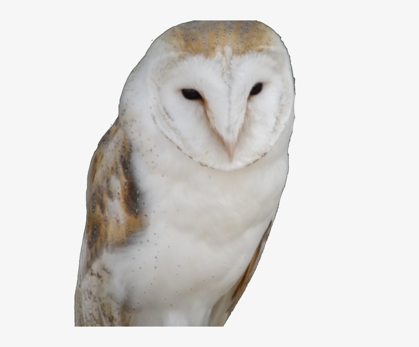 View Larger Image Owl Trademark Attorney Florida - Florida, transparent png #2277694