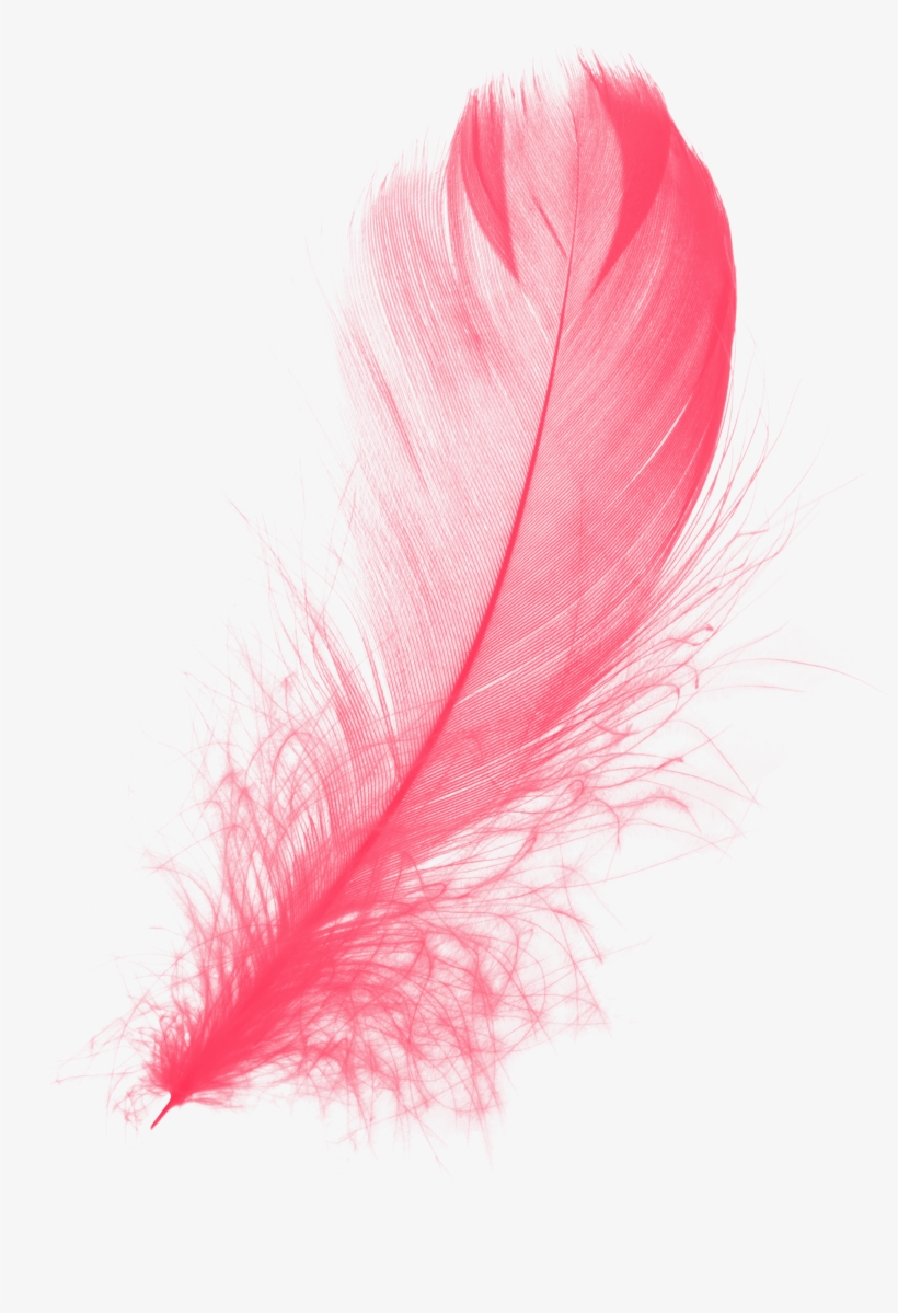 Red Feather Png - Pink Feather Png, transparent png #2277994