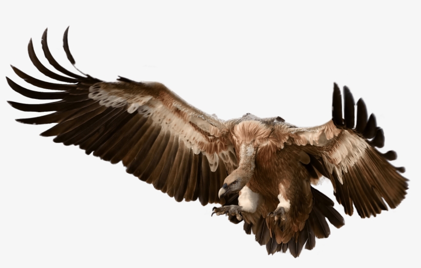 Vulture Attacking Its Prey - Vulture Png, transparent png #2281842