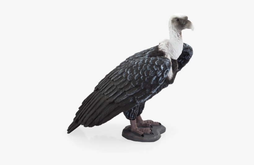 Griffon Vulture - Griffon Vulture Mojo, transparent png #2281968