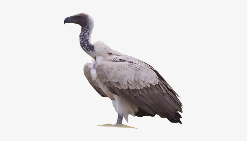 White-backed Vulture, transparent png #2282059