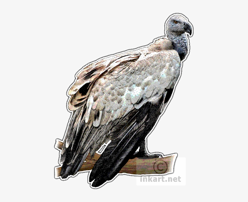 Jpg Transparent Griffon Vulture Gypaetus Barbatus Line - Vultures Of The World Throw Blanket, transparent png #2282079