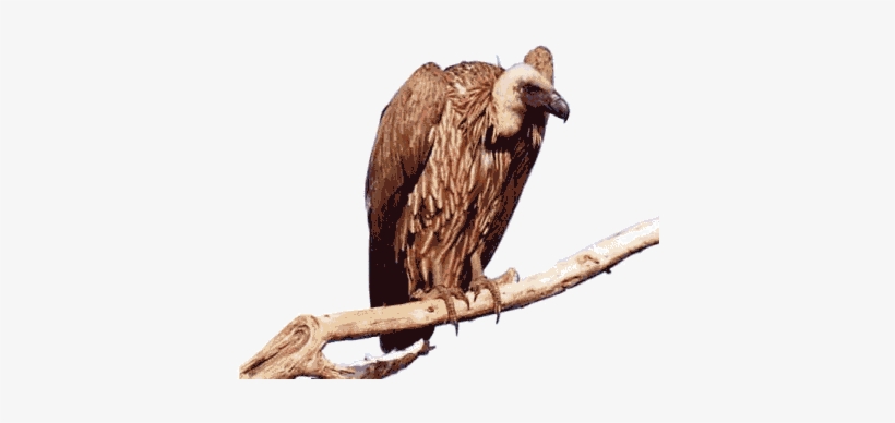 Queen, transparent png #2282100