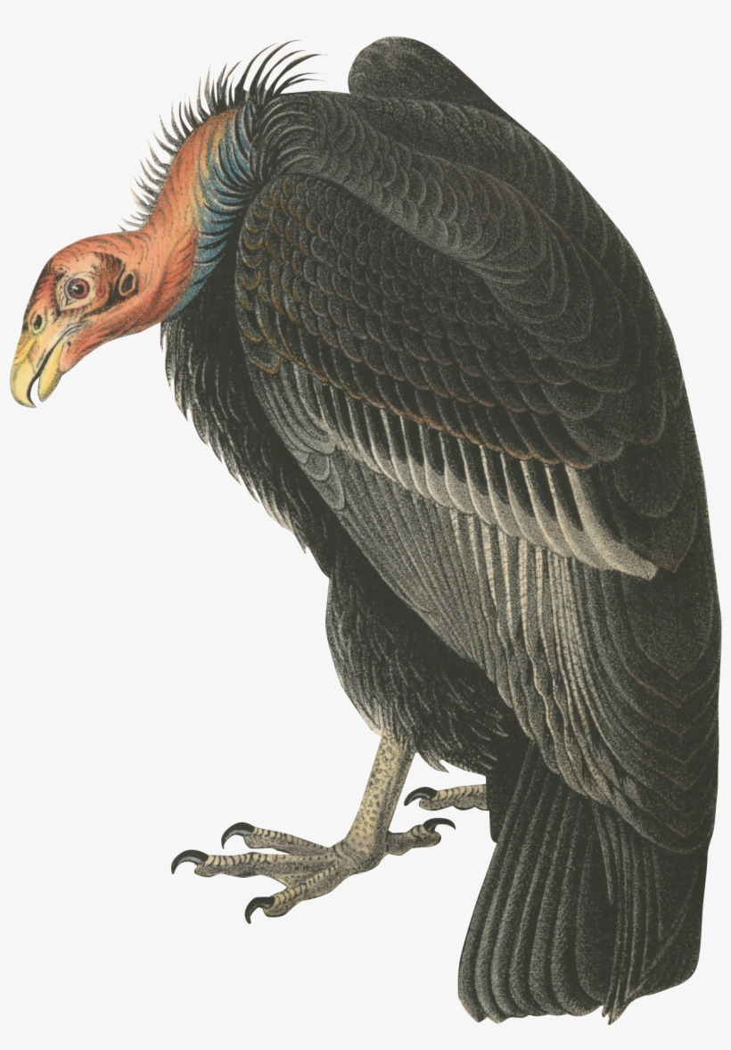 Vulture - Audubon California Condor Bird Oval Ornament, transparent png #2282210