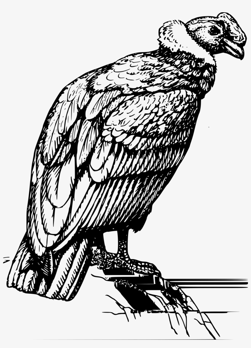 Condor Graphic Royalty Free Stock - Condor Png, transparent png #2282254