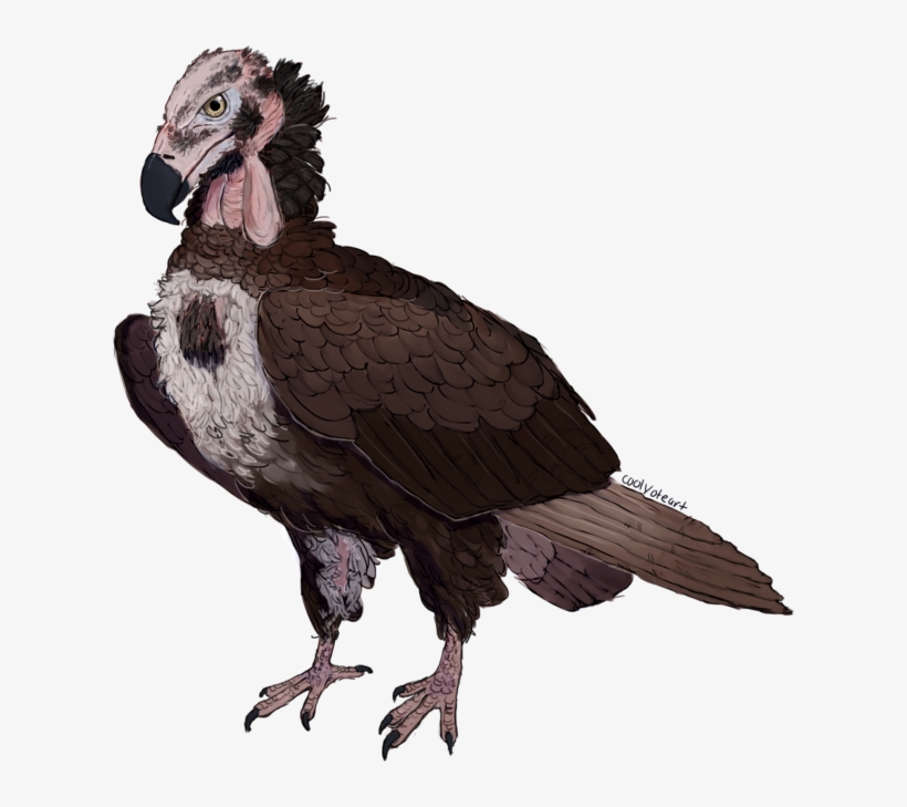 Red Headed Vulture By Foikpunk On Deviantart - Vulture Head Transparent, transparent png #2282300