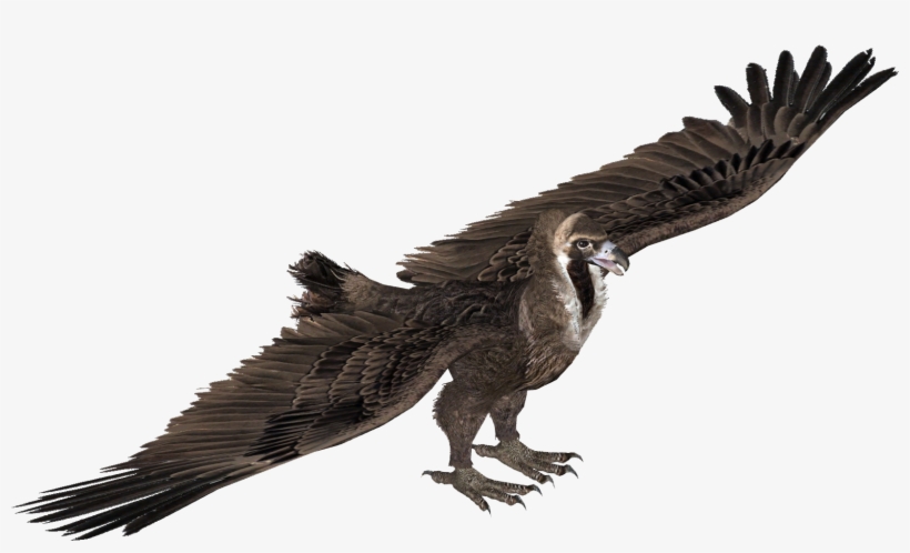 Cinereous Vulture - Eagle, transparent png #2282319