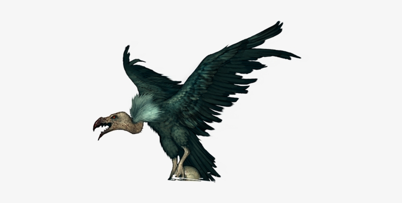 Vulture, transparent png #2282339