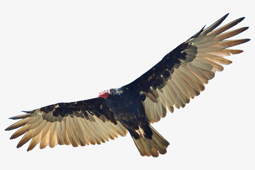 Zopilote Gerardomtz Mx Vulture, Contemporary Art, Buzzard, - Zopilote Png, transparent png #2282420